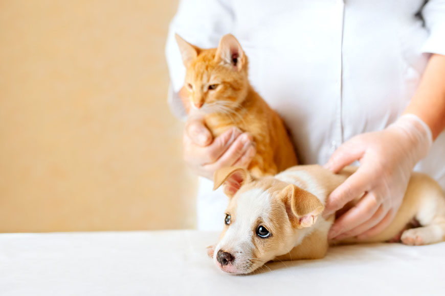 犬猫の予防診療｜クロス動物医療センター葛西